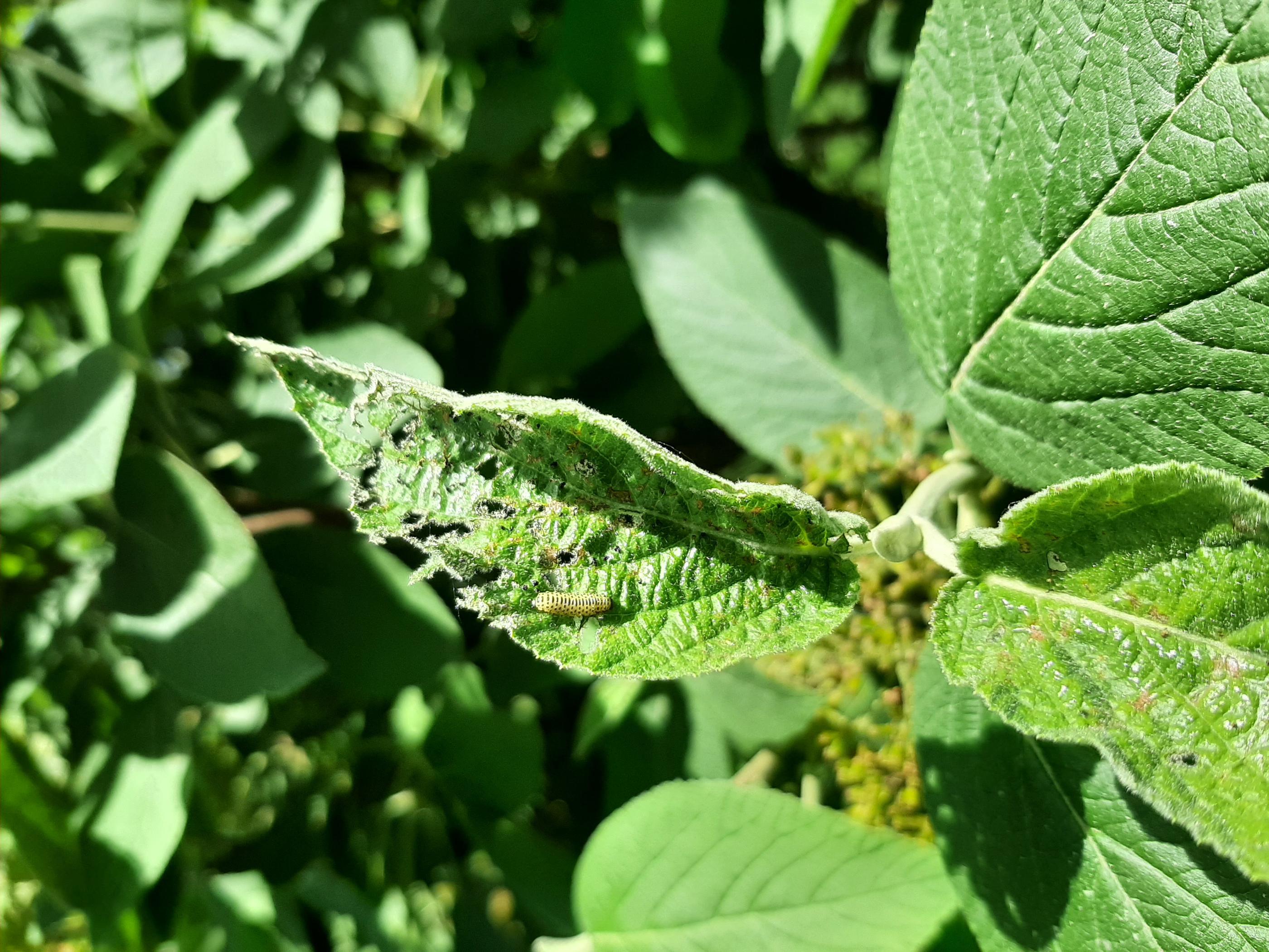 viburnum leaf beetle larvae