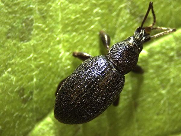 root weevil