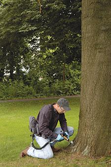 An arborist injecting a tree with a treatment for ash borer infestation