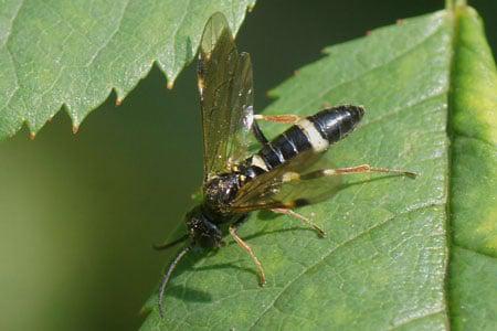 sawfly