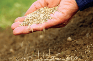 a hand holding seeds