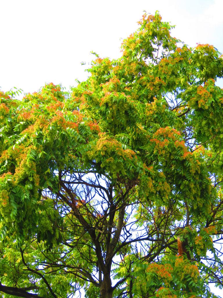 Ailanthus altissima tree