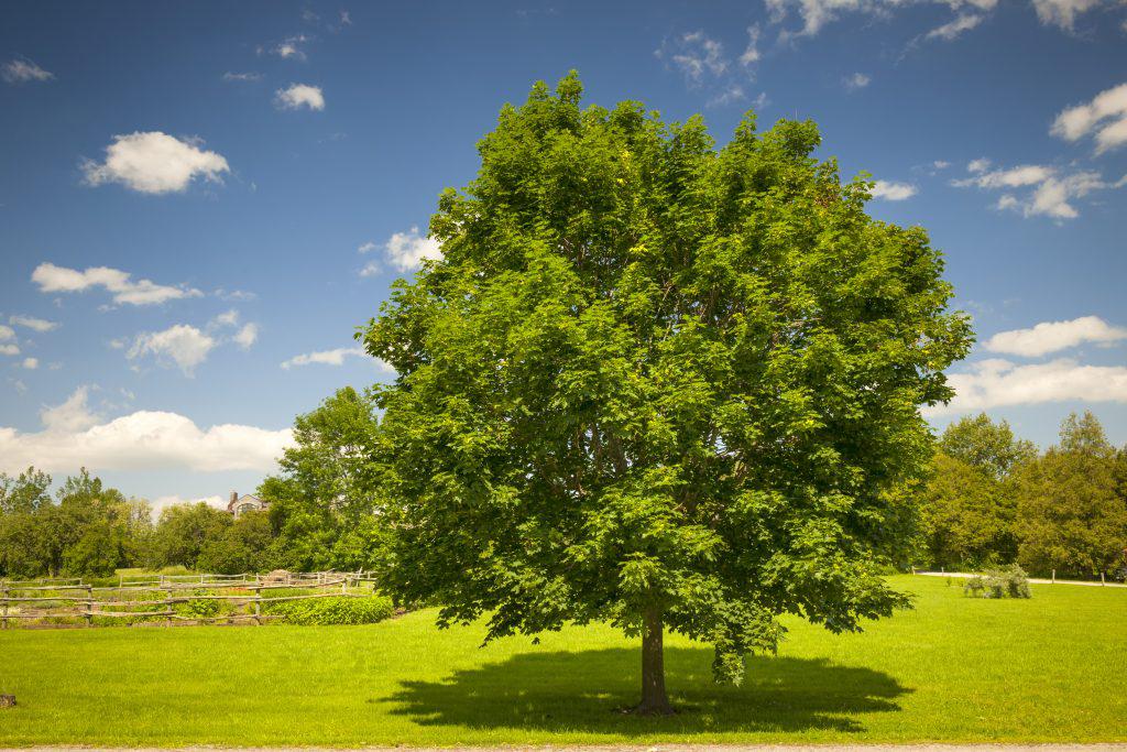 Common maple tree