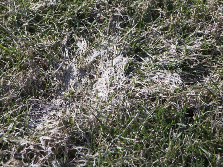 a patch of grass containing snow mold