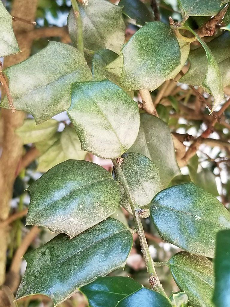 leaves with spider mites