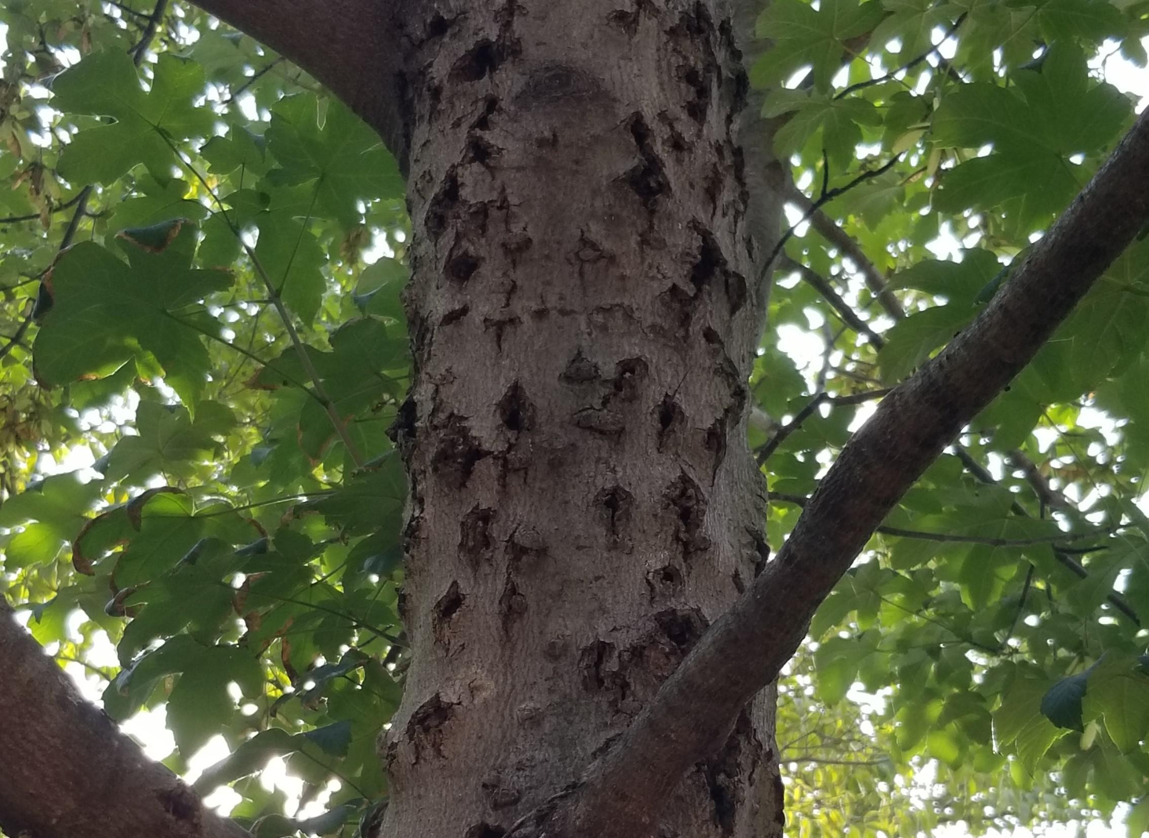 a tree trunk with cankers