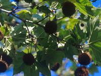 Sycamore fruit