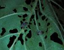 Diseased sycamore tree leaves