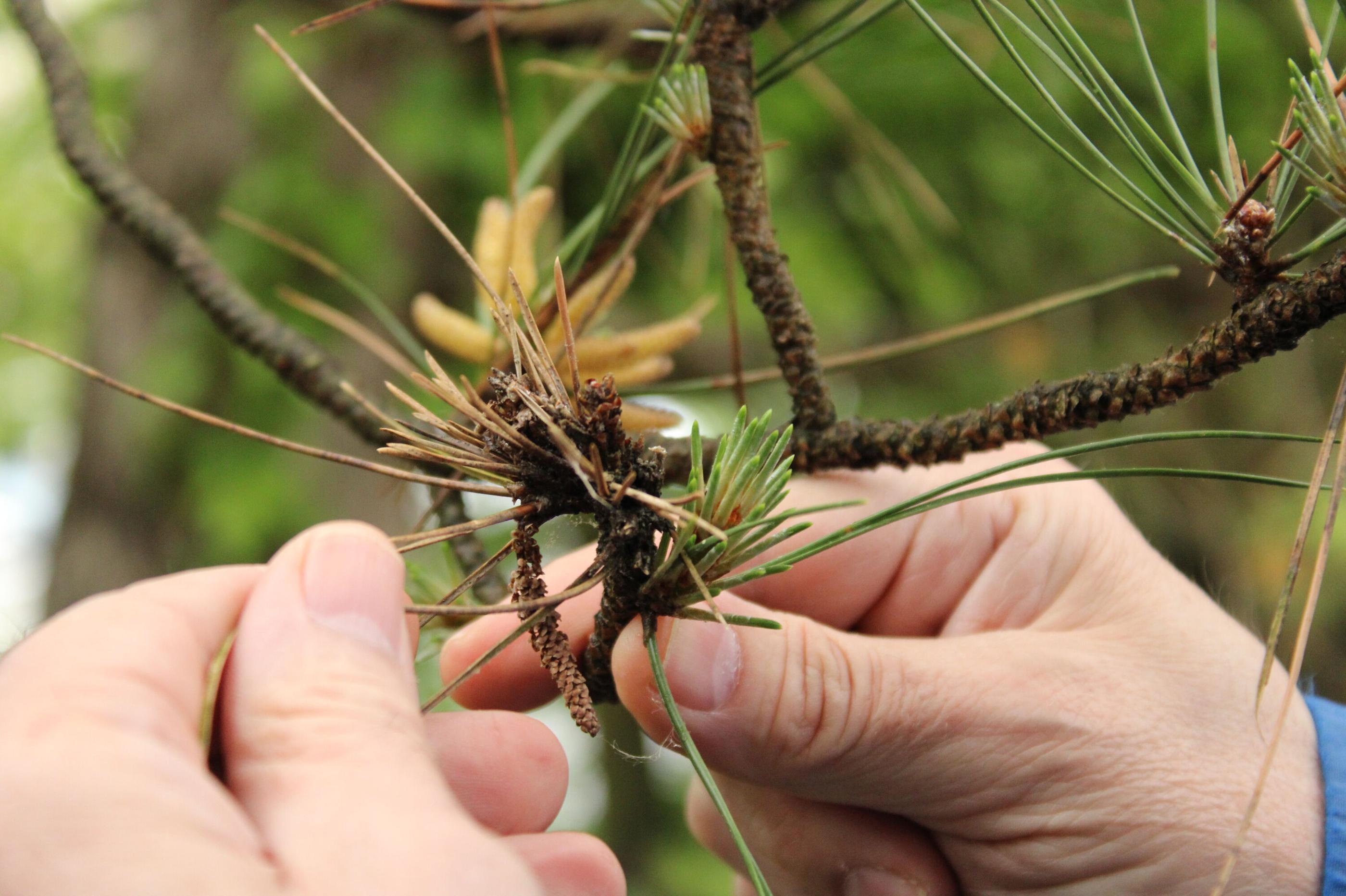 leaf with blight