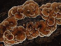 tree fungus