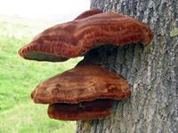 tree fungus growing on a tree trunk