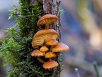 tree fungus on the side of a tree