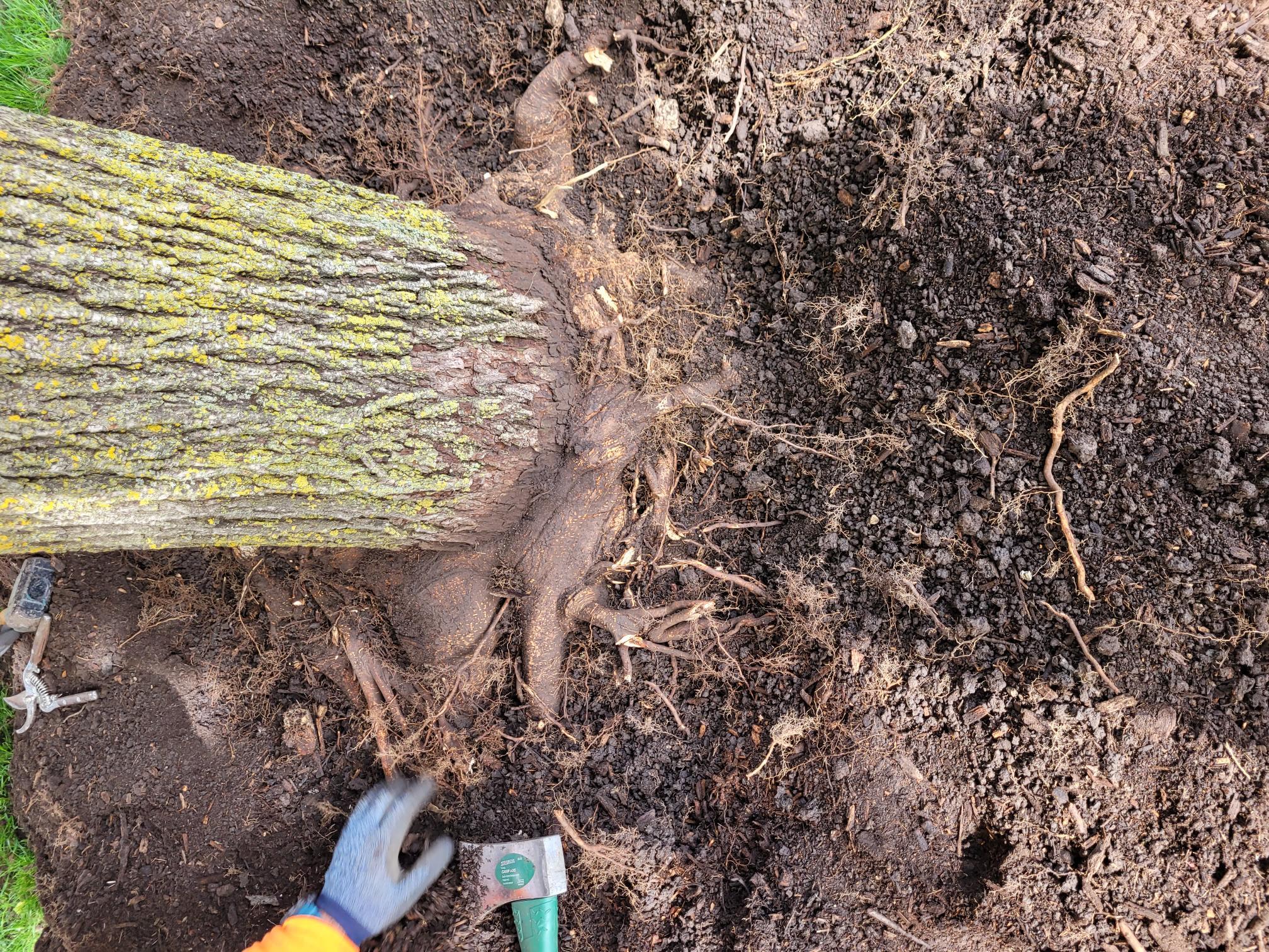 tree with root rot