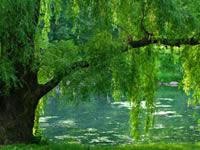 Weeping willow tree