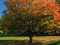 White oak tree