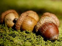 White oak tree acorns