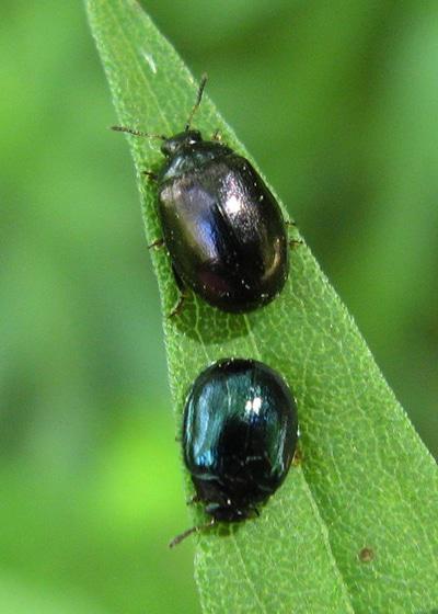 willow leaf beetle