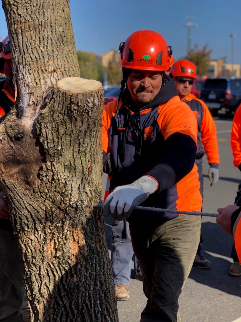 Sterling Va And Springfield Va Tree Service And Lawn Care