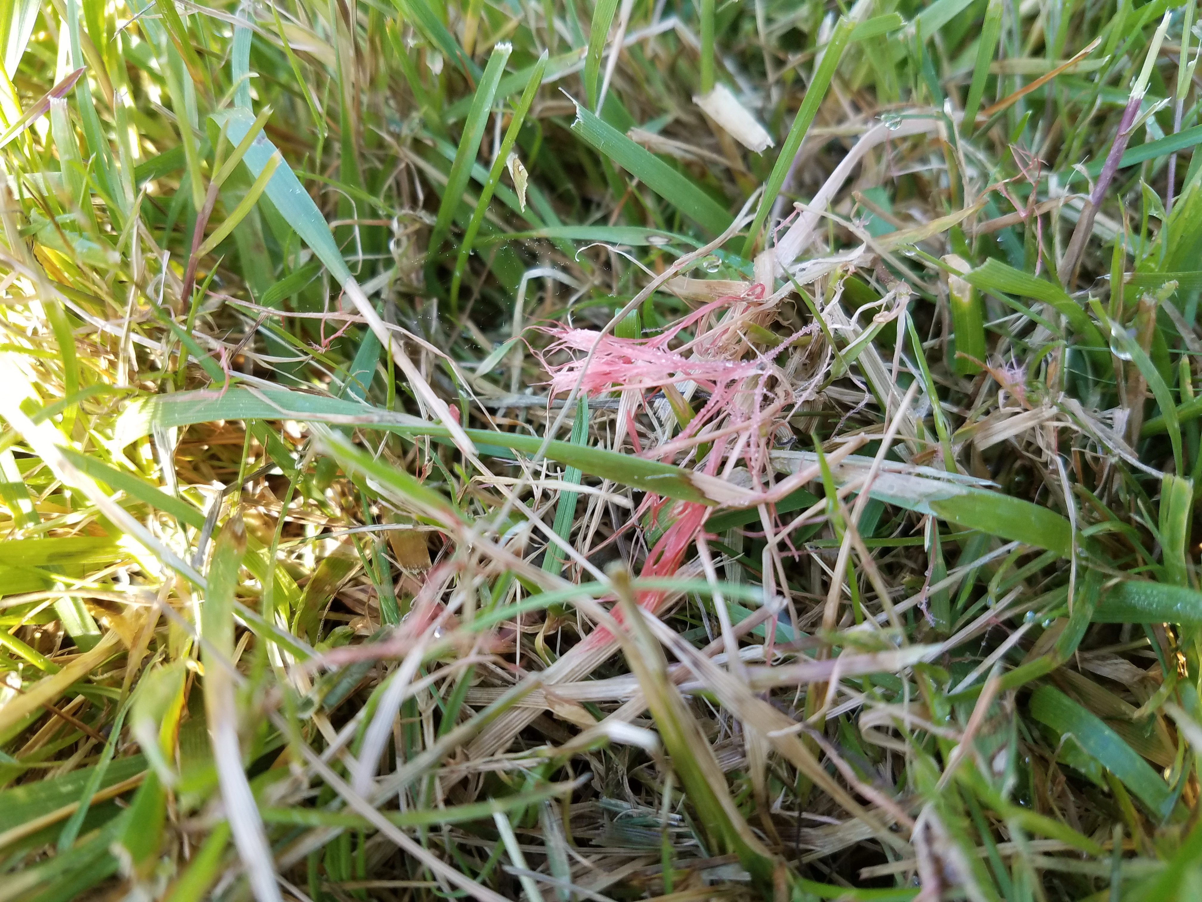 How can I manage red thread in my lawn?