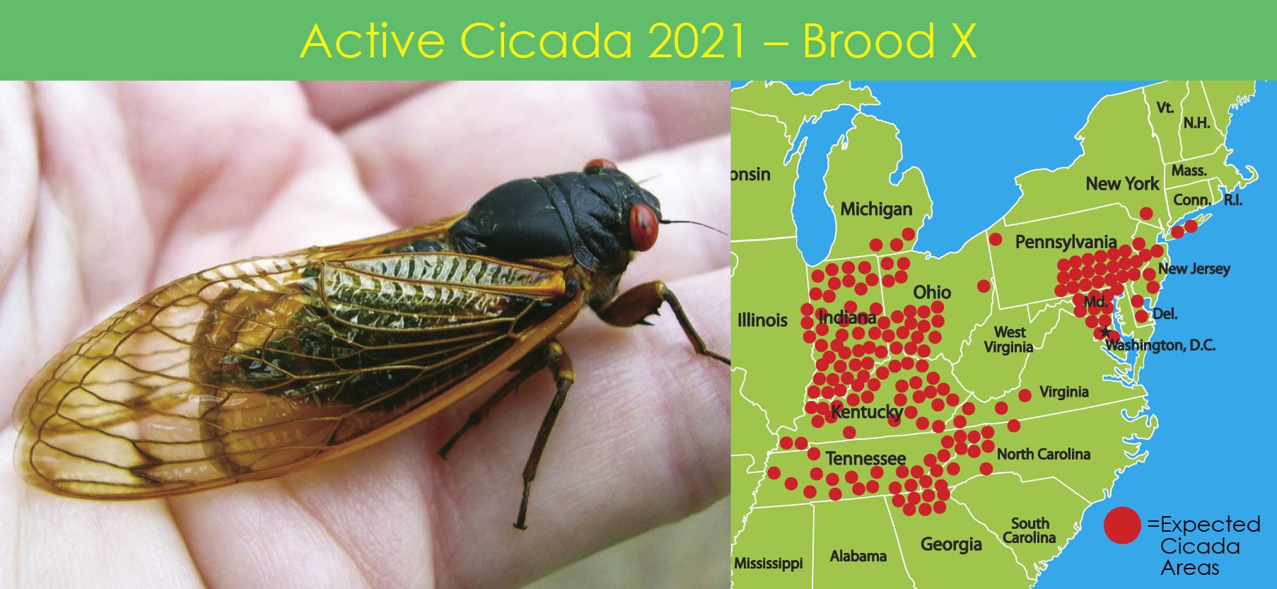 The buzz around town this spring will be the 17-year cicadas - SavATree