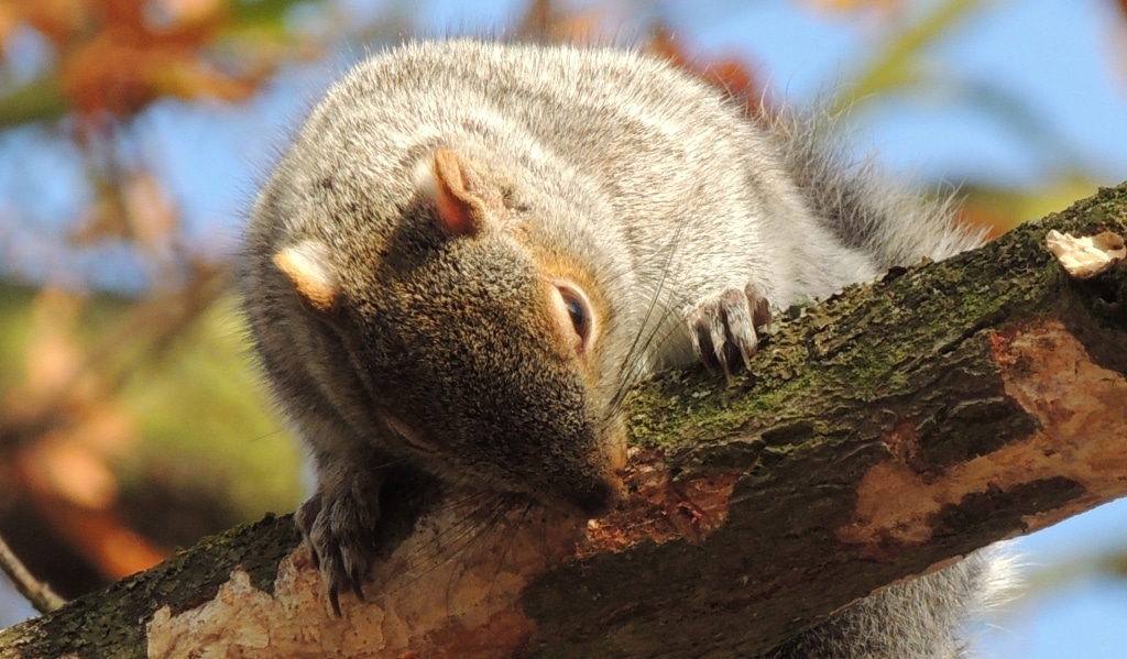 Squirrels Damaging Your Trees This Year? SavATree